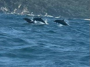 Na výletě u Huatulca jsme potkali skupinku delfínů