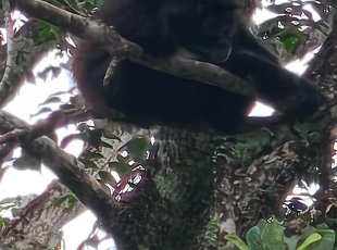 Lakandonská džungle je plná hlučných vřešťanů