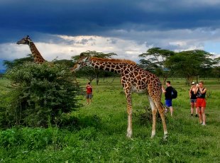 Pozorujeme žirafy při pěším safari na břehu jezera Naivasha