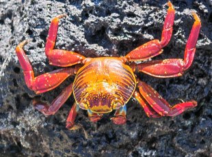 Galapážský červený krab