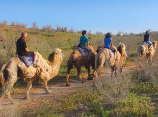 Projížďka na velbloudech v poušti Kyzlkum