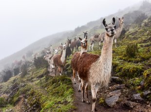 Stádo lam v Národním parku Huascarán