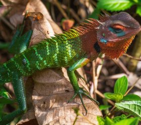 10. den: Průzkum pralesa Sinharaja a přesun do Hiriketiyee