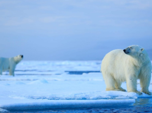Polární medvědi