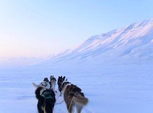 Psí spřežení je tradičním způsobem dopravy na Špicberkách