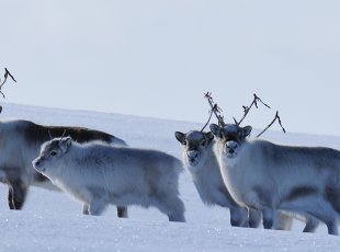 Svalbardští sobi