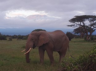 Slon v národním parku Amboseli, v pozadí prokukuje Kilimandžáro.