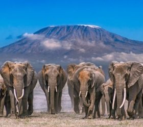 14. - 15. den | Vlakem přes NP Tsavo a safari v NP Amboselie