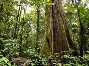 Ceiba amazonská, jeden z nejvyšších stromů