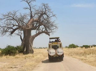 Osamělý baobab v nitru NP Ruaha