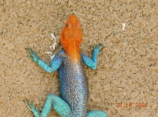 Nepoznaná Tanzanie + Zanzibar